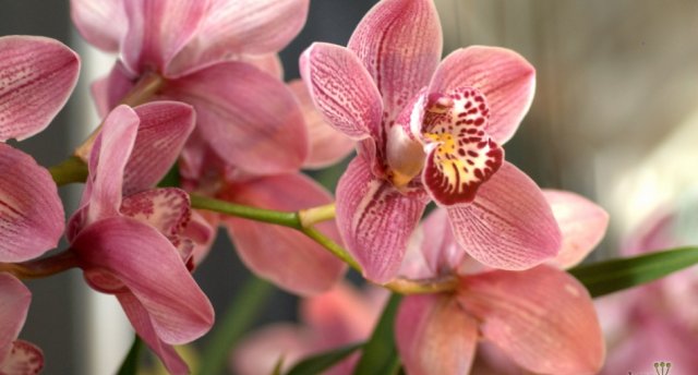 Orhideju parāde Tallinas botāniskajā dārzā, Tallinas vecpilsēta un baroka pērlīte Saues muiža! 