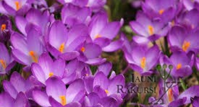 Ziedošā Jāņa Rukšāna krokusu kolekcija, Raunas Staburags, pastaiga ar firsta madāmu pa Kalnmuižu Smiltenē un vakara kūka elegantajā Bergervillā 