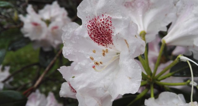 Uz Kedaiņiem - pilsētu Lietuvas sirdī Unikālā Kedaiņu vecpilsēta un gurķi jaunās garšās. Dotnuvas klosteris un Lietuvas ģeogrāfiskais centrs. Pavasara krāsas Šauļu botāniskajā dārzā 