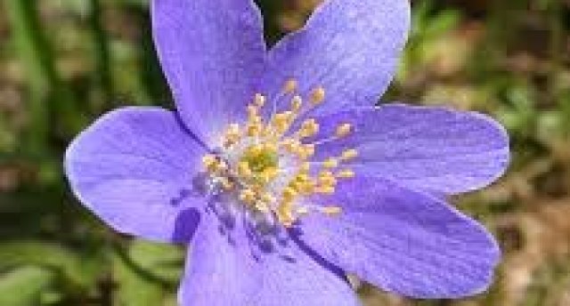 Lietuva - Vizbulīšu ziedēšanas svētki Renavas muižā, smaidīgie Pampāļu podi, Biržuvēnu muižas raibumi un iespaidīgais Šatrijas kalns 