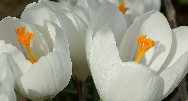Uz KROKUSIEM! Uzzied tūkstoši trauslo pavsara ziediņu RUKŠĀNU saimniecībā! Vēl - Raiskuma muiža un CĒSIS - aizrautīgi par Kosmosu!