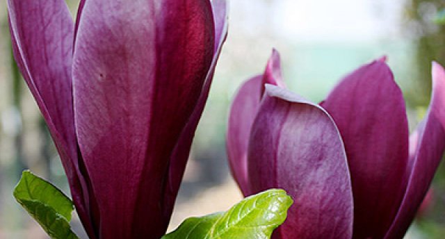 16.05. | Pavasara ZIEDU LAIKS Zemgales muižās - KAUCMINDE, SVITENE un MAZMEŽOTNE. Skaistā MEŽOTNES PILS!

 GARANTĒTS