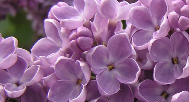 23.05. | LIEC ELPAI AIZRAUTIES! DOBELĒ: jauns ideju dārzs Lāču Līčos. Lieliskais CERIŅU dārzs. Aizraujoša izstāde “A.Bīlenšteinam – 200!” ĪLES BAZNĪCAI top tornis!  GARANTĒTS