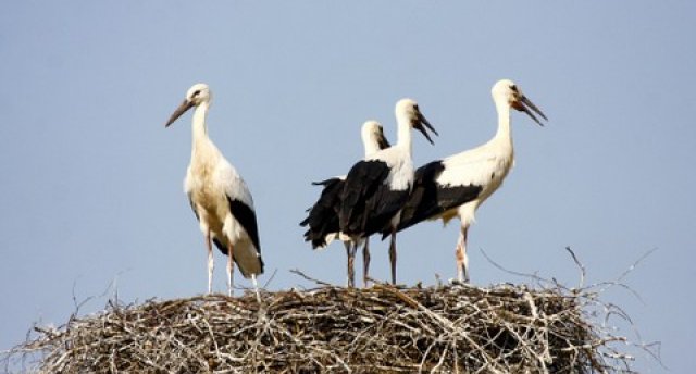 Četru sajūtu ceļojums - vēstures, dabas un garšas maģija! Inčukalna Medību pils. Lojas upe. Velnala. Ogres Zilie kalni. MEŽA BIŠU pastaigu taka un Ingverine!