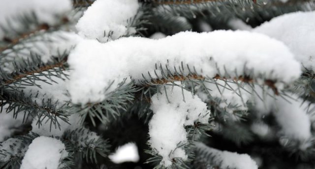 Četras jūras, Ziemassvētku gaidas un KOLKASRAGS! Pikniks dabā un nelieli pārgājieni gar jūru! DOSIMIES DABĀ!