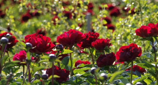 Peoniju festivāls Sāremā, Serves rags, Pangas klintis