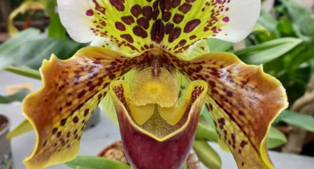 Uz Tartu! Orhideju dienas Tartu botāniskajā dārzā, Lukes muižas stāsti un nostāsti, pavasaris gleznainajā muižas parkā! 