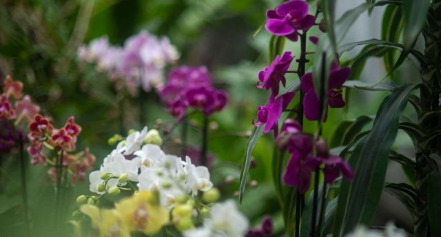 Romantiskākās pieturvietas Tallinā – mode, māksla un ziedi