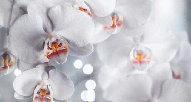 Uz LIKTEŅDĀRZU! Ekskursija un literāri muzikālā cikla tikšanās - Ojārs Vācietis - LIKTEŅZĪMĒS! Ogres jaunais muzejs, šokolāde Rūgts! ГАРАНТИРОВАННО