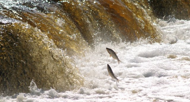 Lido zivis KULDĪGĀ! Pilsētas Pavasara populārākais festivāls! Ekskursija KULDĪGĀ vietējā gida vadībā. ĒDOLES PILS un JŪRKALNES stāvkrasts! ГАРАНТИРОВАННО