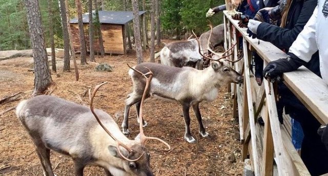 Atrakcijas, ziemeļbrieži un jūras vējš – piedzīvojums Helsinkos