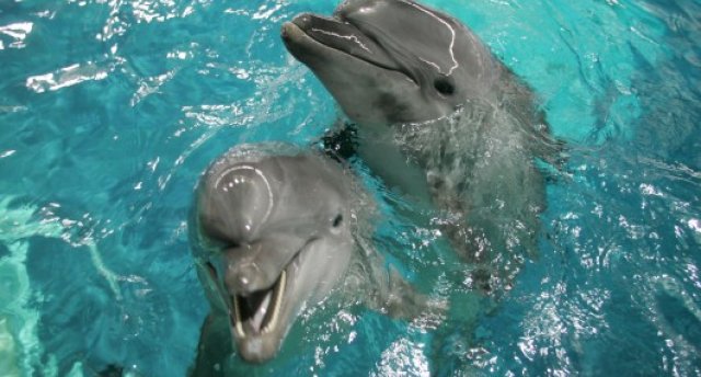 Palanga, Klaipēda, Delfinārijs un Jūras muzejs maija svētkos!