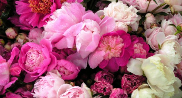 Peoniju trakums, pilis un leģendāri cilvēki ГАРАНТИРОВАННО