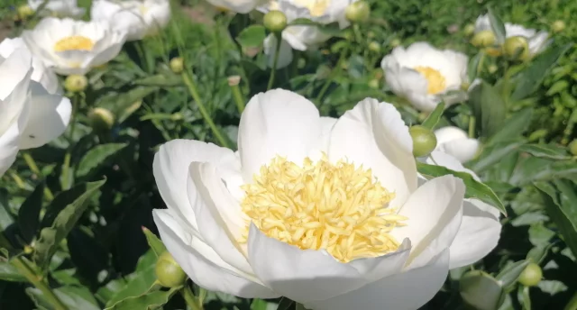 Diena peoniju "mākonī"! Trīs peoniju dārzi Kurzemes pusē un ciemošanās pie latvju saimnieces Aigas Bitmanes radošajā mājā "Smilgāji" ГАРАНТИРОВАННО