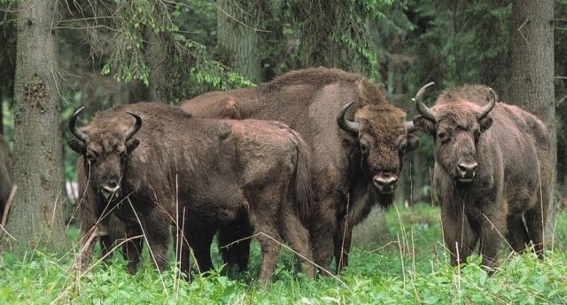 Belovežas gārša, Podlasie un poļu Amazone Narevas nacionālais parks