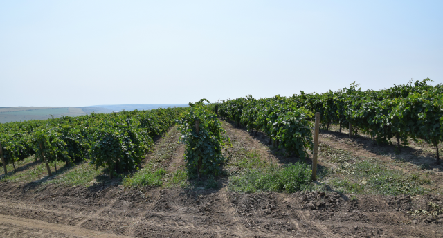 Moldova, Gagauzija, Bukovina, Transilvānija