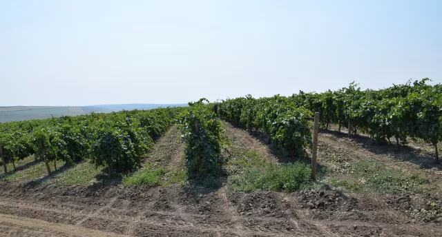 Moldova, Gagauzija, Bukovina, Transilvānija GARANTĒTS