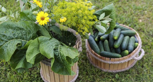 Uz Gurķu festivālu Ķēdaiņos!