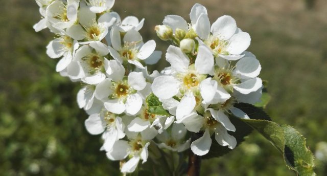 Diena Zemgales muižu kontrastos - Zaļenieki, Mežmuiža, Kaucminde un Mazmežotne
