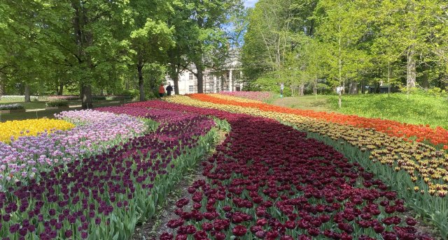 Mazā Holande - tepat Igaunijā! Ziedu svētki Kirnas muižā, Türi ziedu gadatirgus un Muzikanta sēta