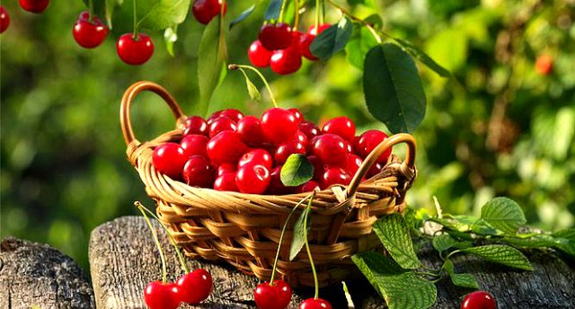 Emu, neparasti dārzeņi, ziedu kupenas un Žagares Ķiršu festivāls! GARANTĒTS