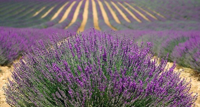 Прованс запахов 