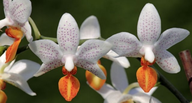 Tallina un apkārtne Orhideju svētku laikā ar atpūtu Tallinn Viimsi SPA Hotel