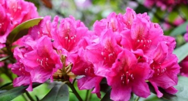 Botāniskā dārza Palmu māja un acālijas. Pārdaugavas muižiņas dabā un gleznās. Lavandu panna cotta 