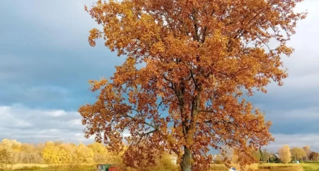 Siers, māls un māksla! Dzīvais māls Tomē, svaigā pasta Parmas siera ritulī pie latvju saimnieces Katrīnas Jaunslavietes. Kristiāns Brekte Madonas galerijā "MABOCA" un atjaunotā Mīlestības graviņa. Kaziņas Bonijas siers 