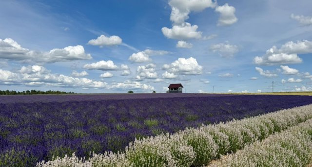 Zemgales lavandu lauki, Jaunauces pils un Anna Brigadere