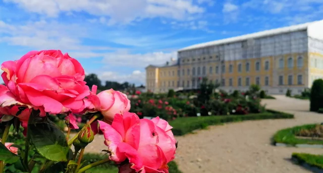 Visur tikai rozes zied... Rundāles pils dārzs rožu ziedēšanas laikā, angļu rozes Frenkeļa villas dārzā Šauļos. Vasaras ziedu festivāls Pakrojas muižā 