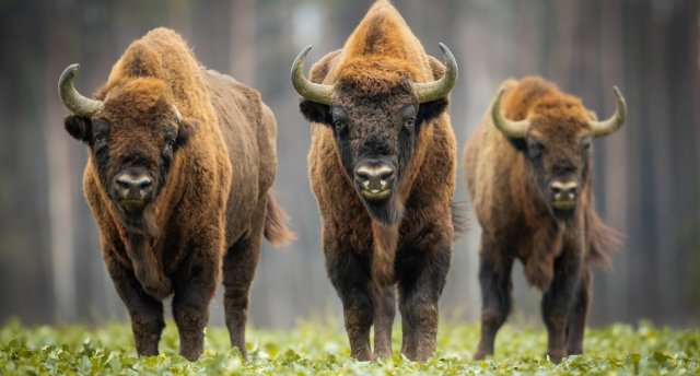 Belostokas noslēpumi: sumbri, tatāri un Polijas Versaļa