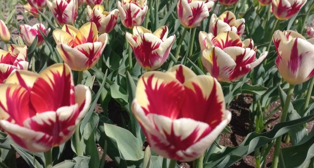 Piektdien! Visa diena pavasara puķēs! Miljoniem tulpju un citu pavasara ziedu Rundāles pils dārzā, Burbišķu muižā un Pakrojas muižas parkā! 