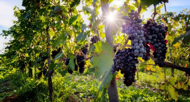 Bella Italia pērlītes ražas laikā. Marke un Umbrija- Toskānas jaunākās māsas. Itālijā pie Baibas ar vīnogu vākšanu kā filmā. ГАРАНТИРОВАННО