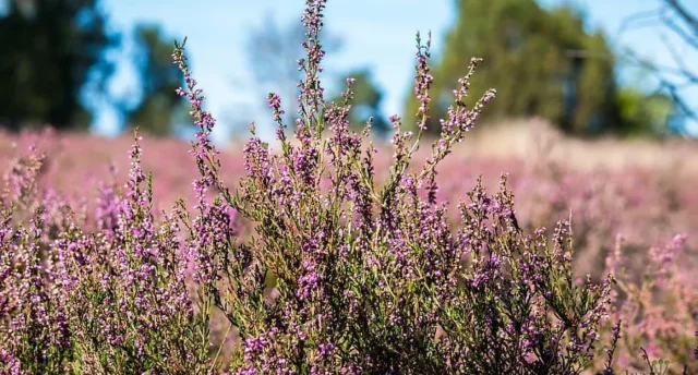 Grīņu rezervāts - dabas stāsts, ko piedzīvot. BEE DIAMOND bišu produkcija, Akmeņraga bāka un namiņi kokā. Vērgales muižas komplekss un raganu tēja ar pankūkām manteļskurstenī 