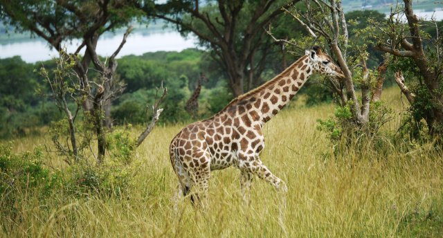 Neiemītās Āfrikas takas - Uganda un Ruanda   ...ar gorillu fotomedībām