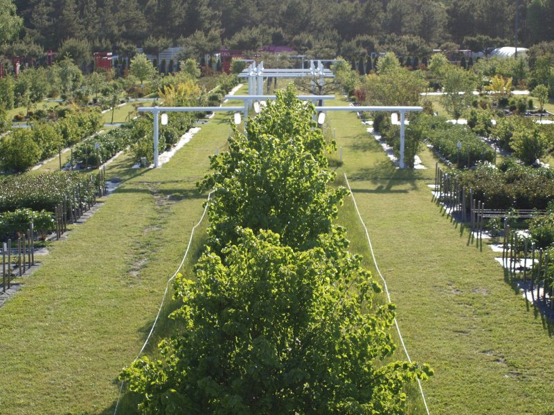 Peoniju festivāls Sāremā, Serves rags, Pangas klintis (ar SPA atpūtu) GARANTĒTS