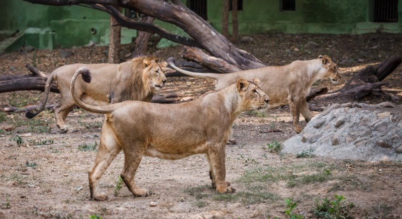 PRĀGA, PRĀGA UN VĒLREIZ PRĀGA: Prāga, vecpilsēta, bagāta muzeju izvēle, zoodārzs, “melnie teātri”, Čehu krodziņi un īstā nacionālā garša