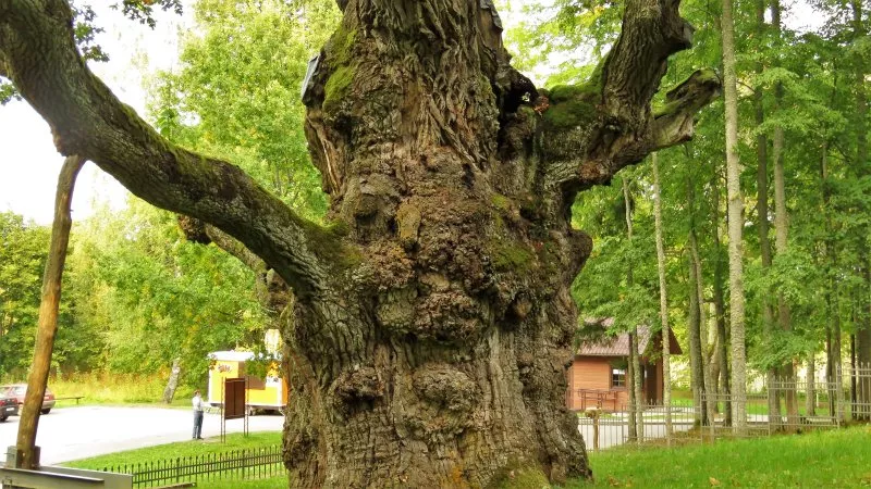 Sēlijas muižas robežas abās pusēs (Lietuva, Latvija un Ēģipte)