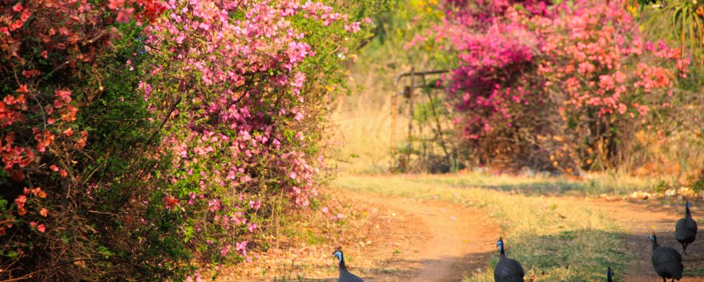 Dienvidāfrikas republika