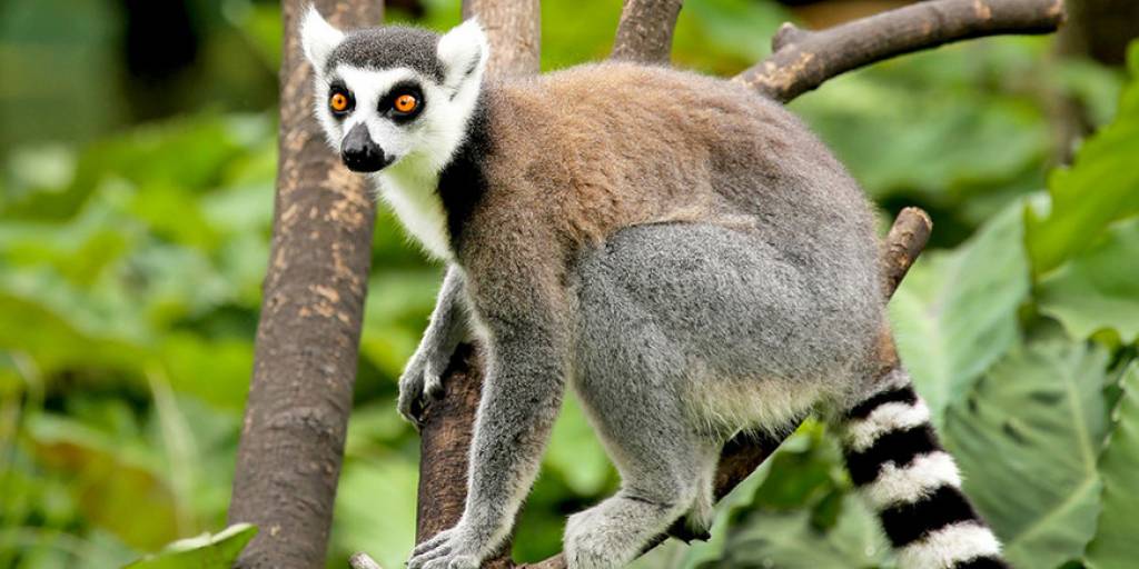 EKSKURSIJU TŪRE - VIZĪTĒ PIE LEMURIEM