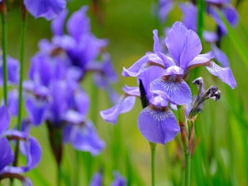 Хорватия - Навстречу солнцу