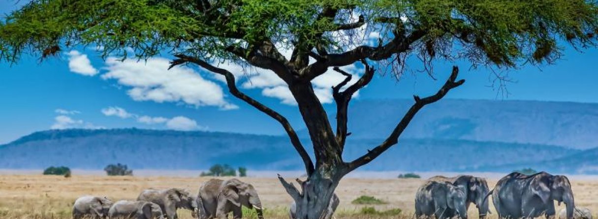 Tanzānija un Zanzibāra — Februāra brīvdienas GARANTĒTS