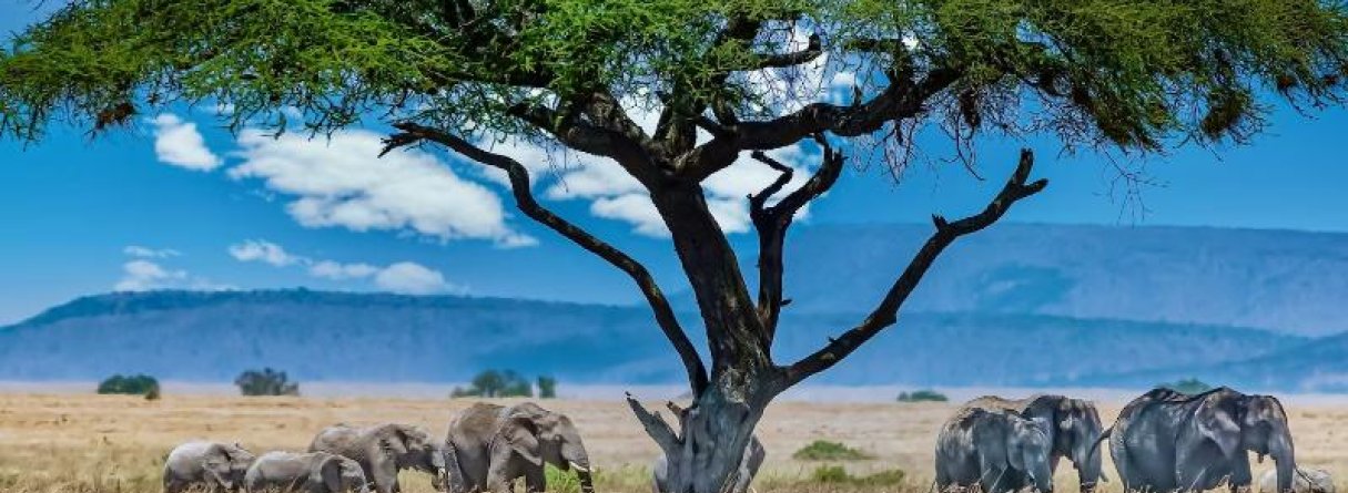 Āfrikas pasaka. Safari un atpūta Kenijas piekrastē