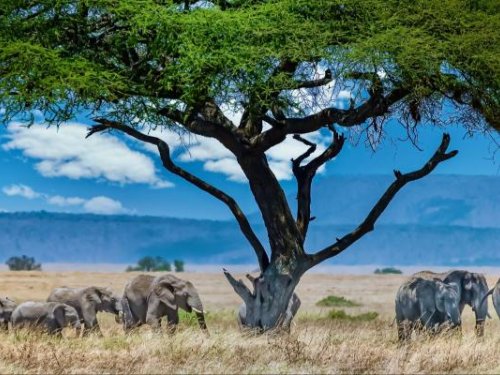 Tanzānija un Zanzibāra — Februāra brīvdienas