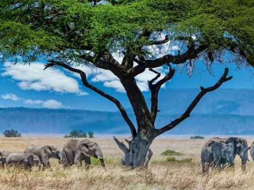 Āfrikas pasaka. Safari un atpūta Kenijas piekrastē