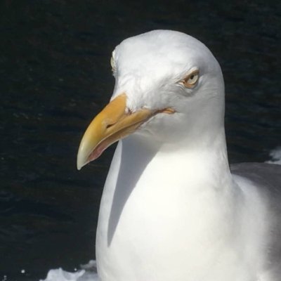 Pusnakts saule gleznainajās Norvēģijas salās - Senja, Lofoti, Vesterolas GARANTĒTS