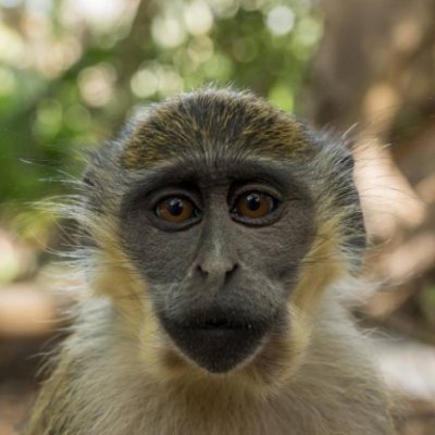 Jaunais gads Rietumāfrikā pie Atlantijas okeāna - Senegāla un Gambija