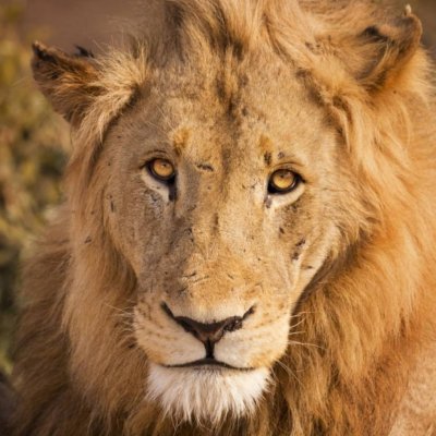 Austrumāfrikas kolorīts - Tanzānija ar atpūtu Zanzibāras salā