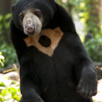 Lielais Borneo ceļojums ar atpūtu Malaizijas Polinēzijas salās